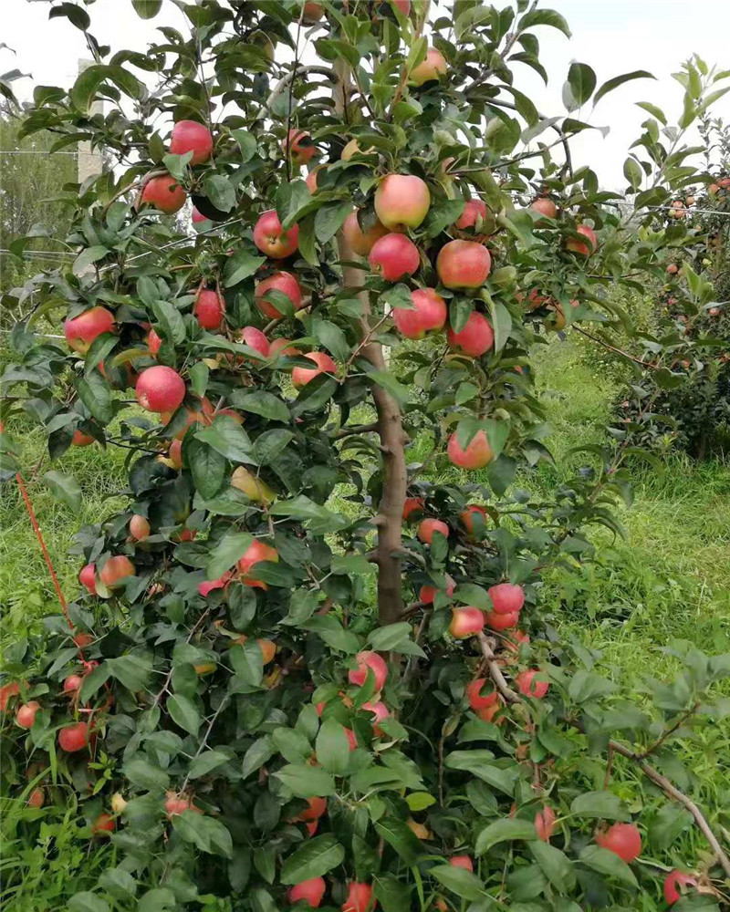 陕西杨凌苹果苗木基地图片