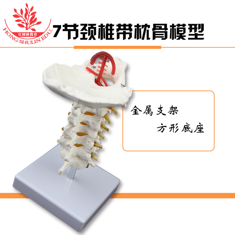 7节颈椎带枕骨模型pvc材质附动脉血管