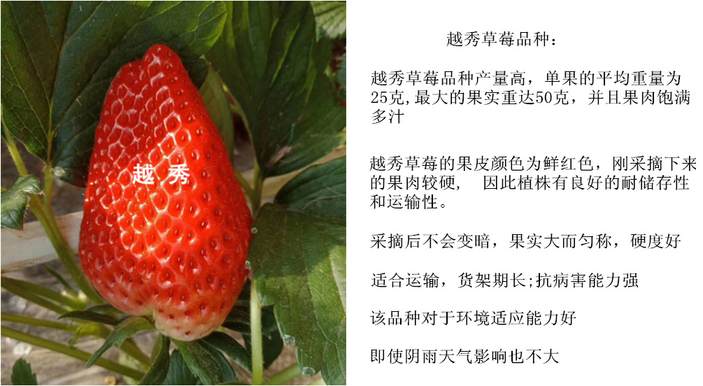 甘露草莓苗品种特性图片