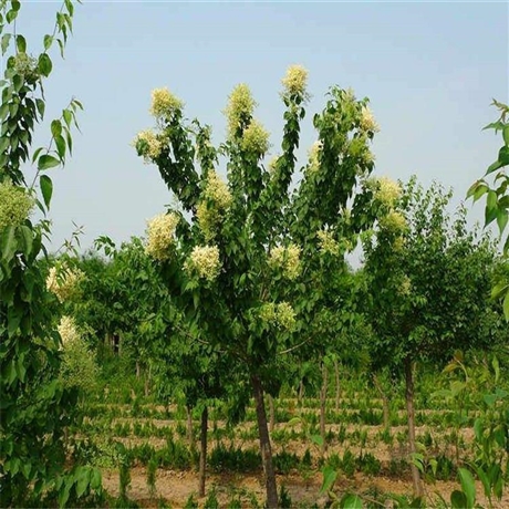 鞍山暴马丁香杯苗高度46米暴马丁香本信息长期有效