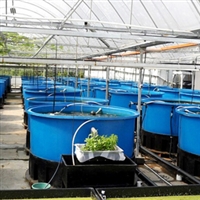 白色塑料圆桶 3500升塑料圆桶 瘦身鱼养殖桶