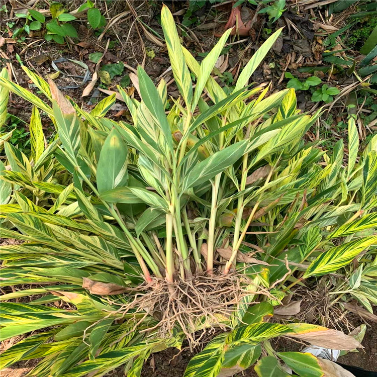 花叶良姜批发 北京地被植物花叶良姜苗 可全国配送