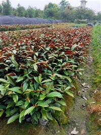 红背桂价格 成都红背桂种植基地 绿化工程苗木供应 红背桂苗木