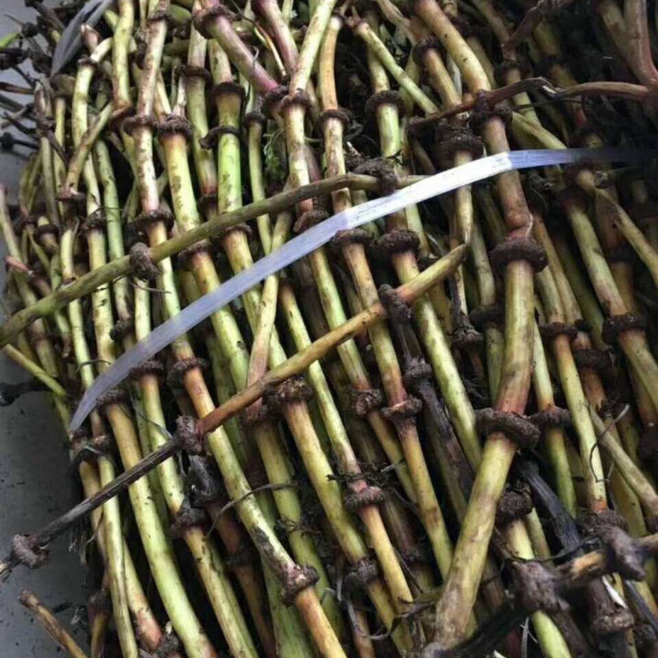 拓青农业川芎种苗川芎种子基地川芎基地川芎除草