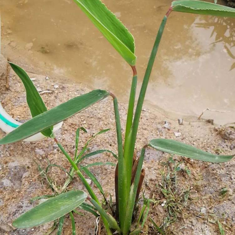 再力花小苗再力花苗水生植物产地批发人工湿地植物
