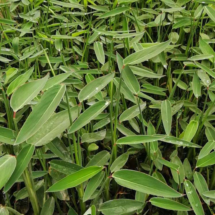 再力花小苗再力花苗水生植物产地批发人工湿地植物