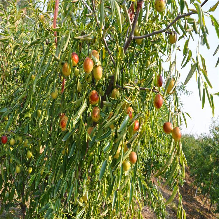 8公分枣树 山西义隆千亩8公分枣树批发价格基地