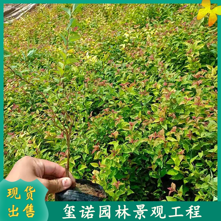 绣线菊种植基地 喜温暖湿润环境 常年供应各种观赏草