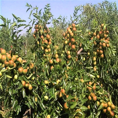 山西运城3公分枣树品种齐全苗圃定制