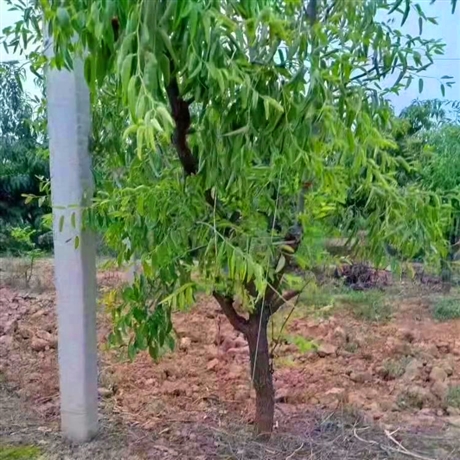 山西运城3公分枣树品种齐全苗圃定制