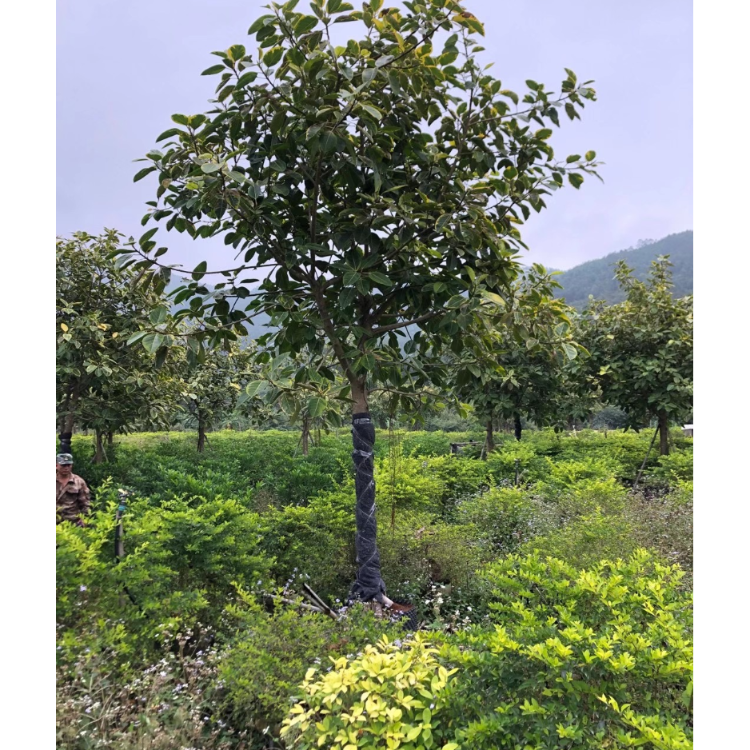 富貴榕 花葉高山榕 喬木綠化樹1