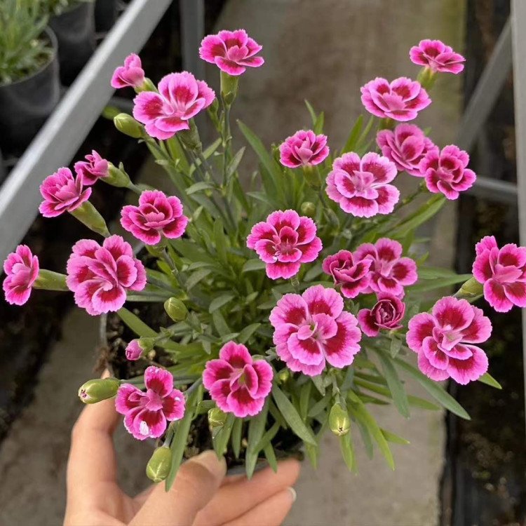 彩虹石竹批发如彩虹般艳丽彩虹石竹花云泽出品皆是精品石竹