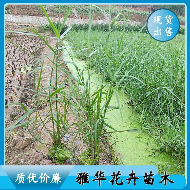 雅华 出售芦苇苗 绿化芦苇价格 湿地芦苇行情 现挖现卖