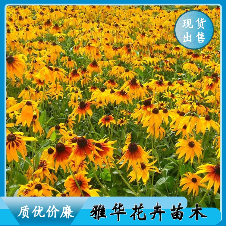 供應黑心菊雅華黑心菊價格山東黑心菊種植基地