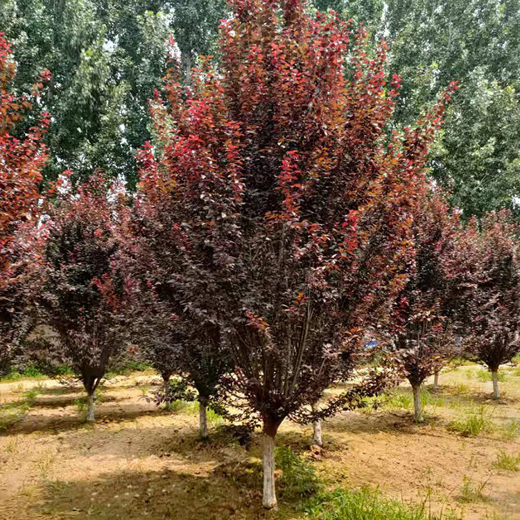 吉林红叶李 国森丛生红叶李降尘抑尘 10公分红叶李