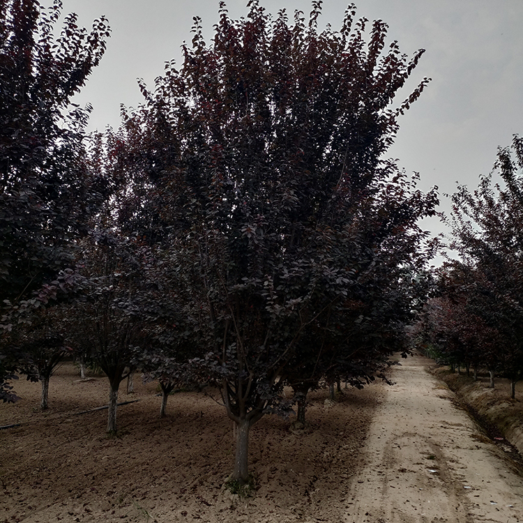 山东庭院造型红叶李 多规格丛生红叶李价格优惠