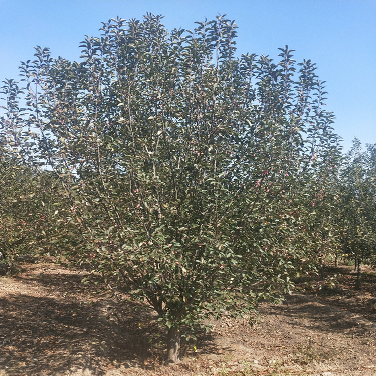 海棠大量裝車視頻