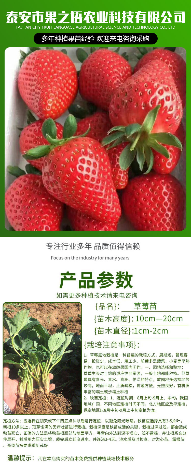 宁玉草莓苗报价 牛奶草莓苗根系发达 基地牛奶草莓苗