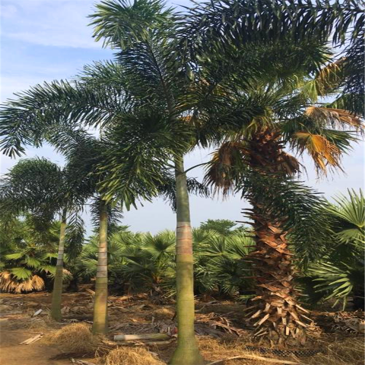 重庆狐尾椰子精品狐尾椰子报价公园观赏树种椰子树