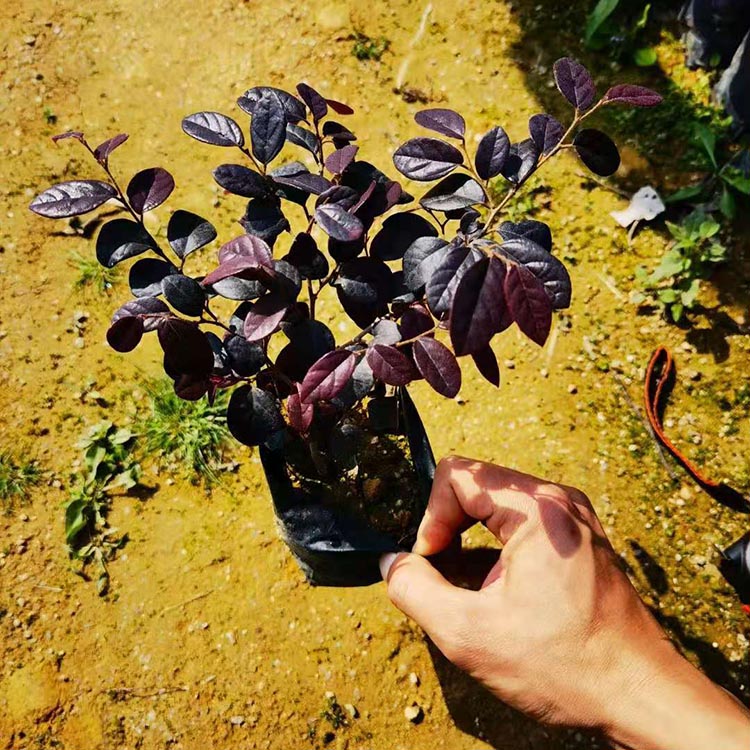 红花檵木容器苗批发  红花继木杯苗 红花檵木绿化苗 公园色块苗木