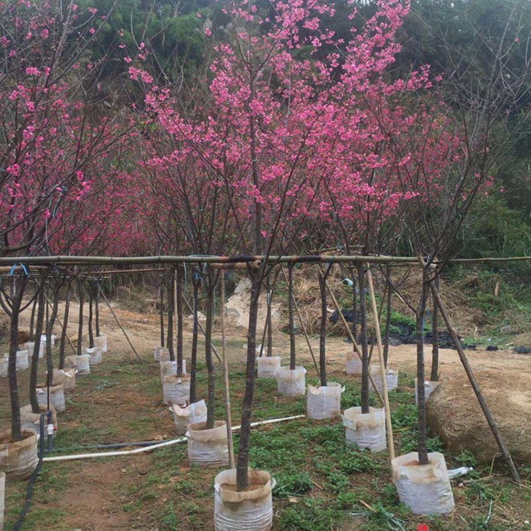 福建山樱花产地批发 福建山樱花树 钟花樱桃各种规格供应