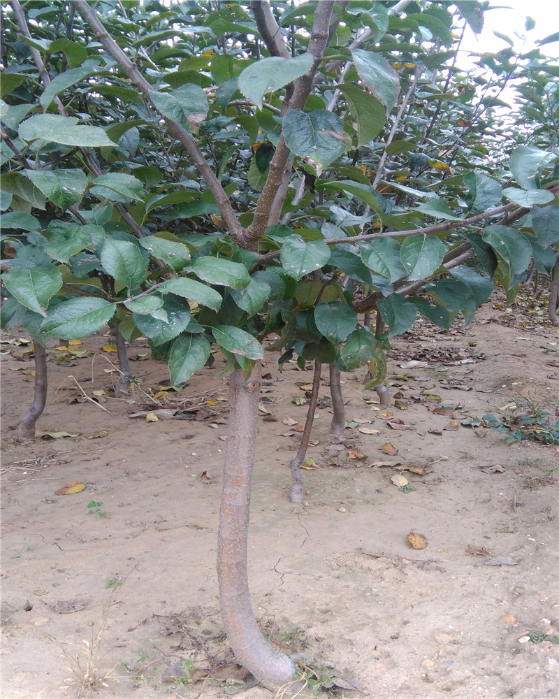 苹果苗产地,多少钱一棵苗子,瑞香红苹果苗