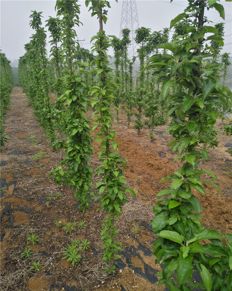 两年苹果苗,秦脆苹果苗接穗