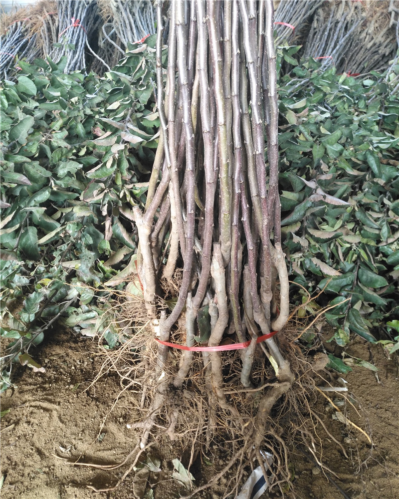 矮化秦脆苹果苗陕西苹果行情矮化鲁丽苹果苗
