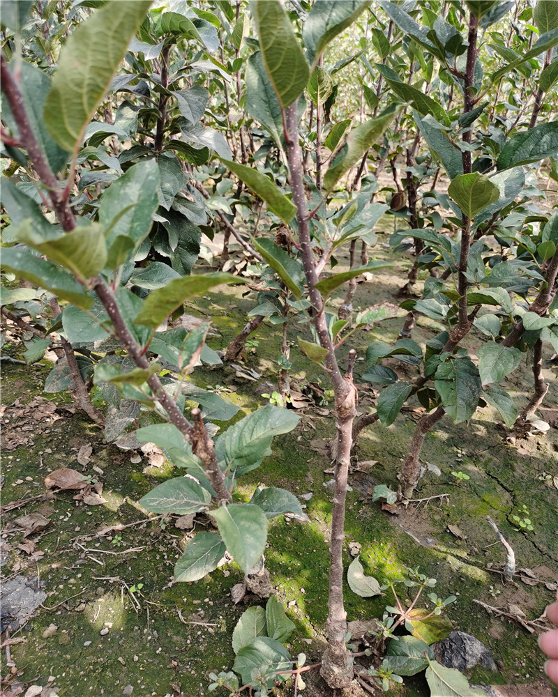 秦脆苹果苗,哪里卖秦脆苹果苗,山西苹果苗