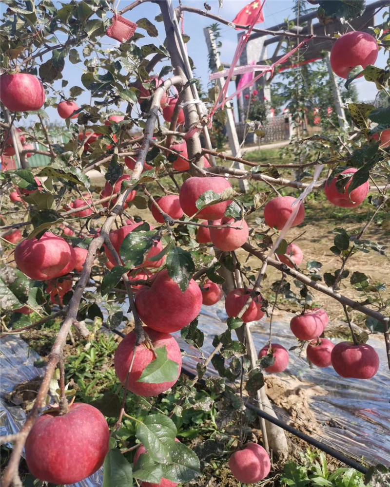 新品種蘋果苗圃蘋果苗畝產多少哪裡有秦脆蘋果苗賣