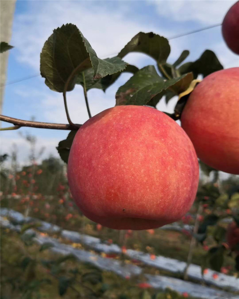 矮化秦脆苹果苗一亩地多少棵报价