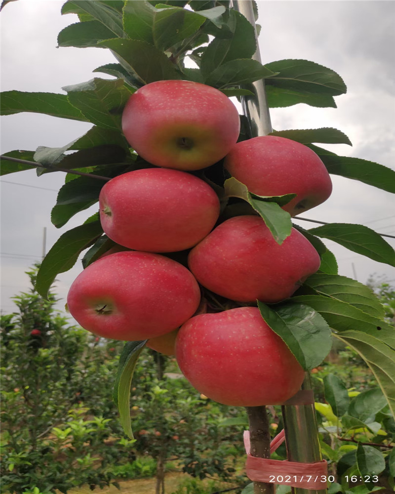 秦脆苹果亩产多少,秦脆苹果大果,脆甜,山西苹果苗