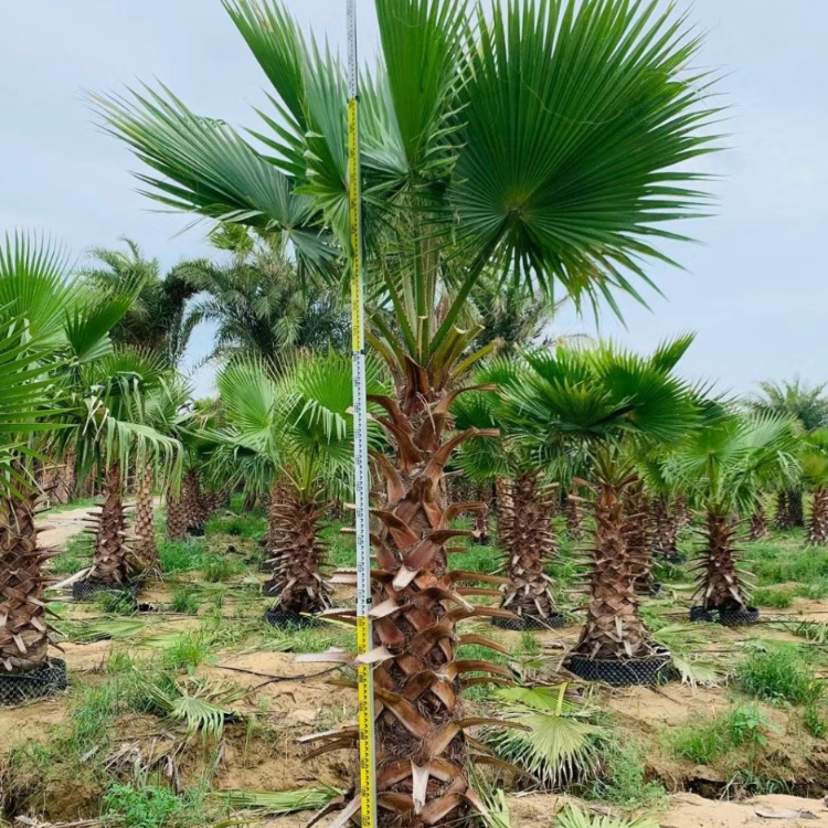 老人葵华棕环保绿化树园林植物棕榈树老人葵报价