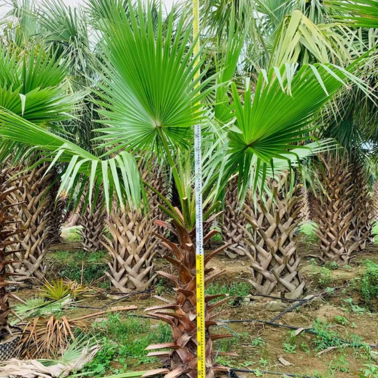 老人葵华棕环保绿化树园林植物棕榈树老人葵报价