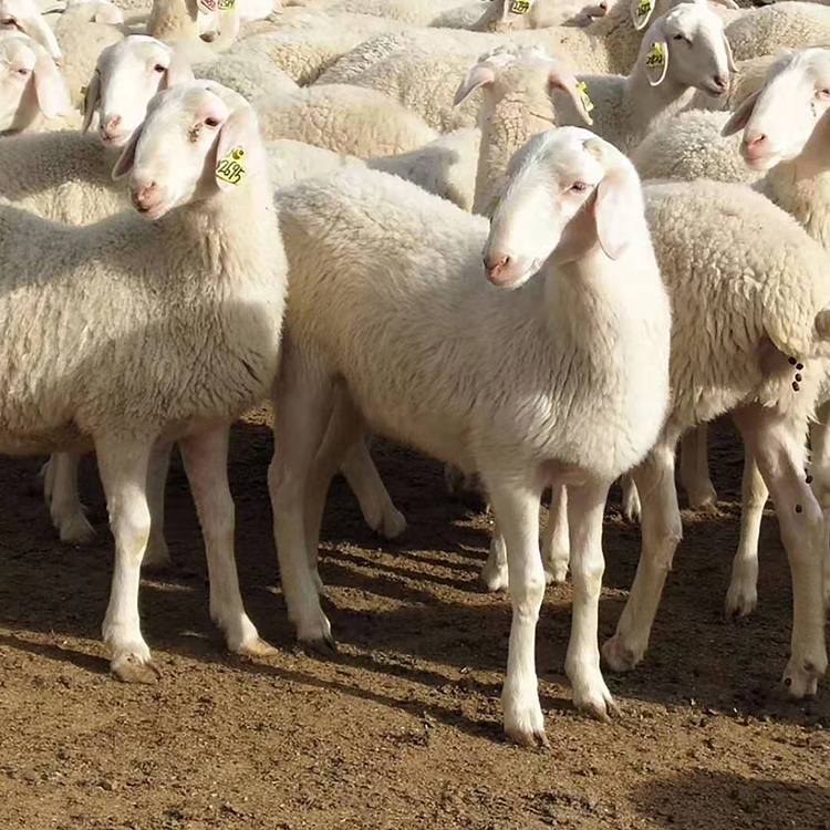 澳洲白绵羊价格与图片图片