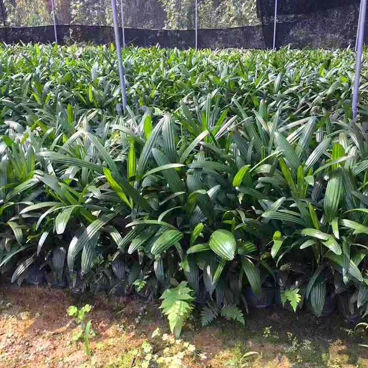 棕竹苗大叶棕竹苗基地批发细叶棕竹袋苗小叶棕竹杯苗批发价格园林绿化