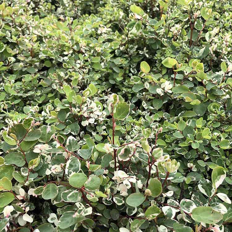 雪花木袋苗 白雪花木地被苗 二列黑面神小苗 常绿小灌木