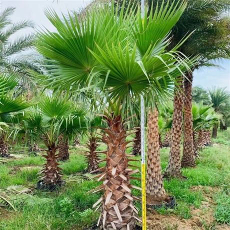 老人葵华棕环保绿化树园林植物棕榈树老人葵报价