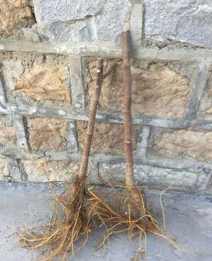 紫果无花果苗丰产好 乐耕农业 紫果无花果苗品种介绍