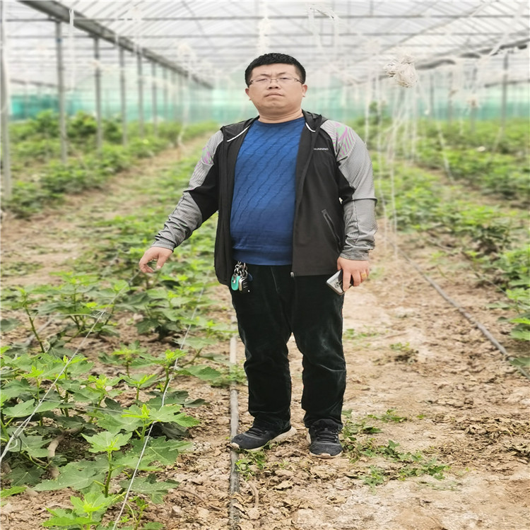 紫果无花果苗丰产好 乐耕农业 紫果无花果苗品种介绍