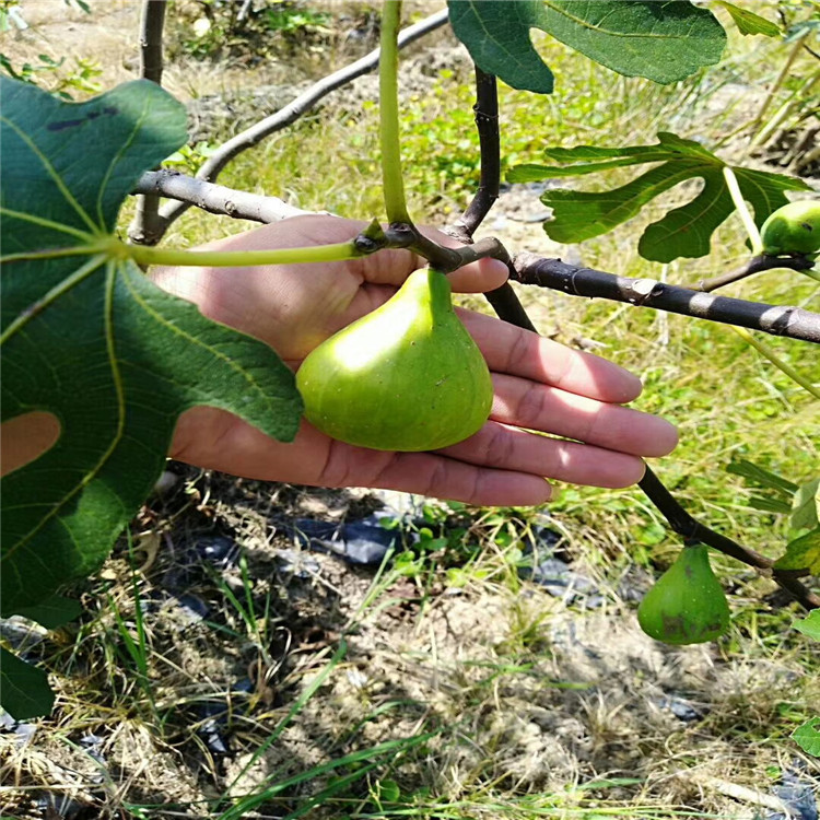 紫果无花果苗丰产好 乐耕农业 紫果无花果苗品种介绍