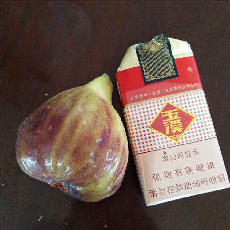 紫果无花果苗丰产好 乐耕农业 紫果无花果苗品种介绍