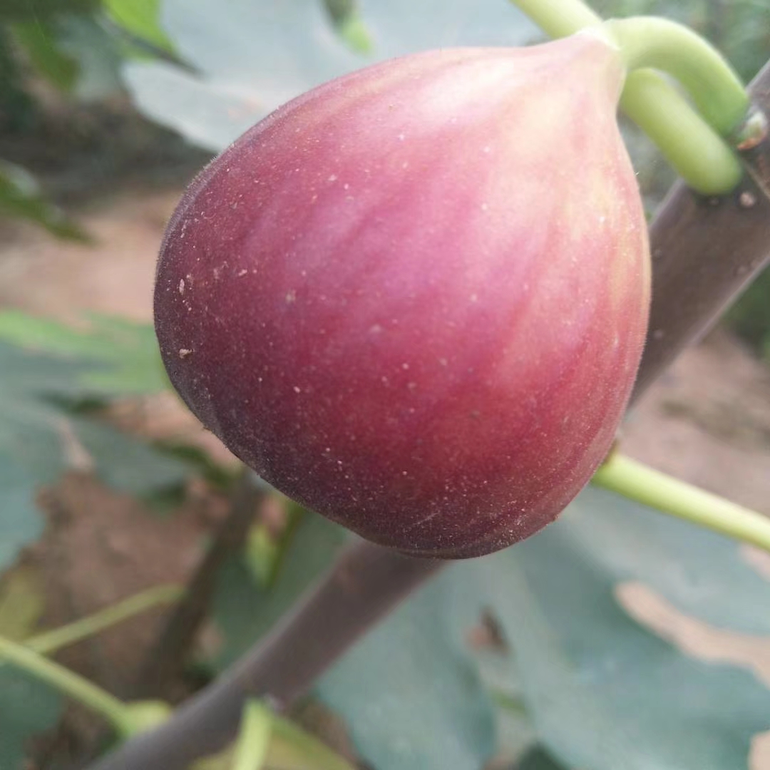 紫果无花果苗丰产好 乐耕农业 紫果无花果苗品种介绍