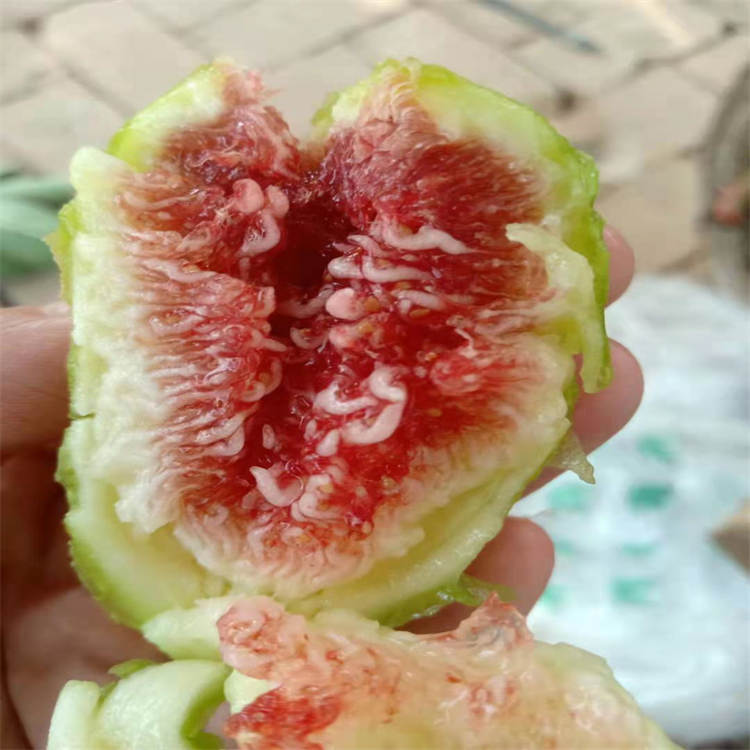 紫果无花果苗丰产好 乐耕农业 紫果无花果苗品种介绍