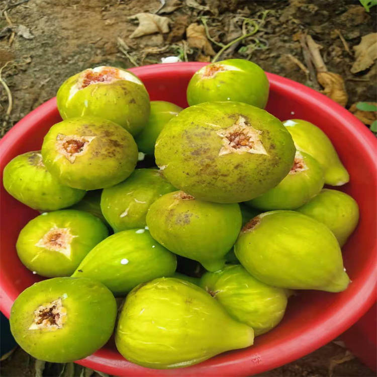 波姬红无花果苗当年坐果 乐耕农业 波姬红无花果苗耐寒抗冻