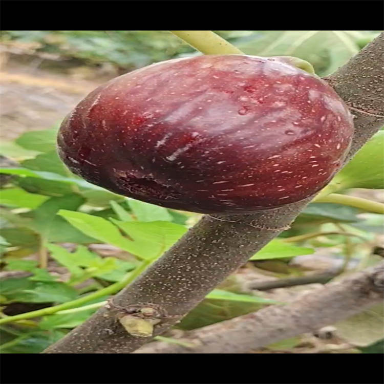 波姬红无花果苗当年坐果 乐耕农业 波姬红无花果苗耐寒抗冻