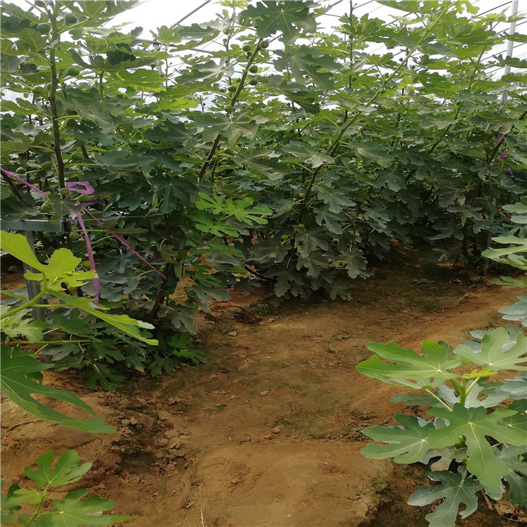 芭劳奈无花果苗丰产好 乐耕农业 芭劳奈无花果苗根系发达