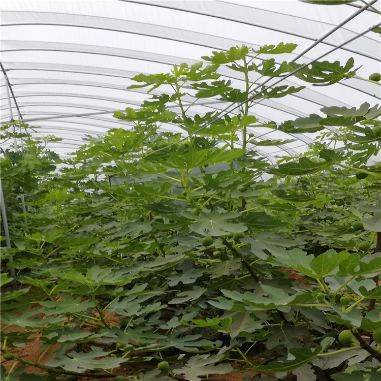 紫果无花果苗丰产好 乐耕农业 紫果无花果苗品种介绍