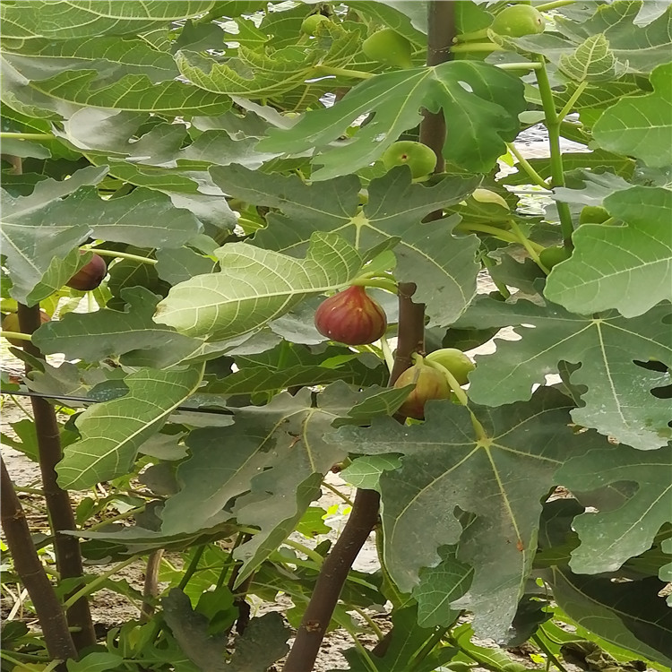 波姬红无花果苗当年坐果 乐耕农业 波姬红无花果苗耐寒抗冻