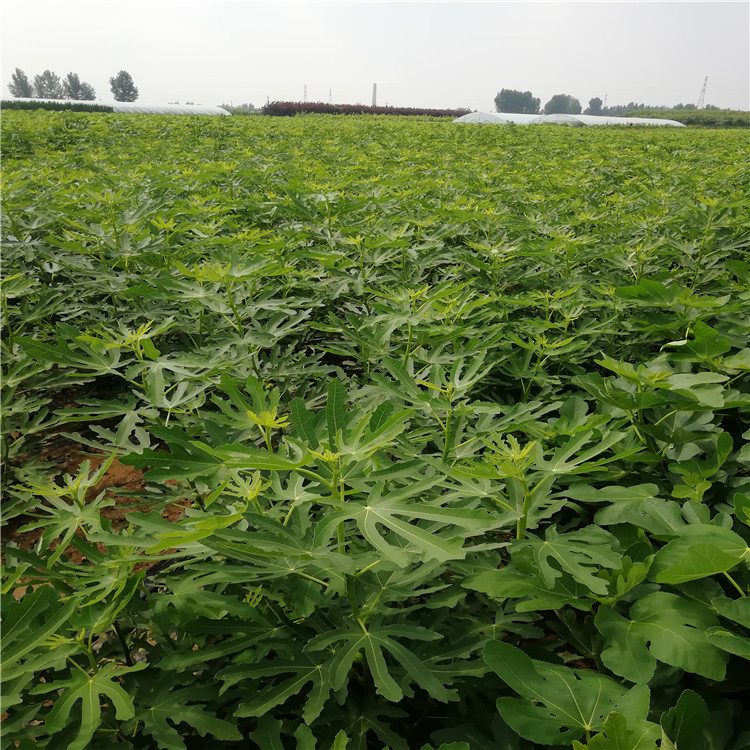 天津芭劳奈无花果苗乐耕农业青皮无花果苗耐寒抗冻